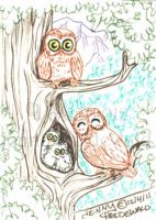 Owls